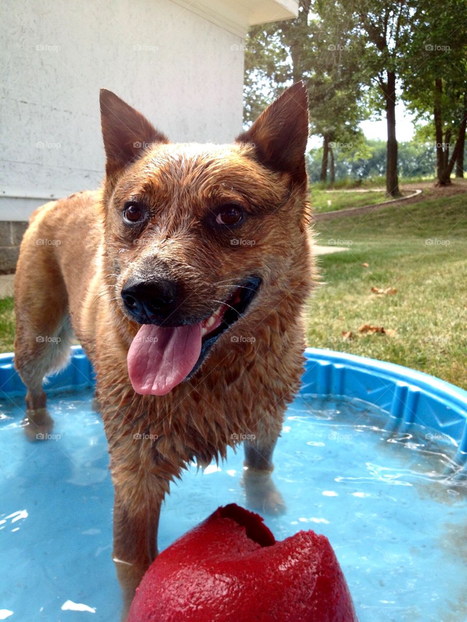 Summer Pets - an Australian Cattle Dog / Red Heeler, standing in a blue baby pool, panting, looking at the camera, rural setting background