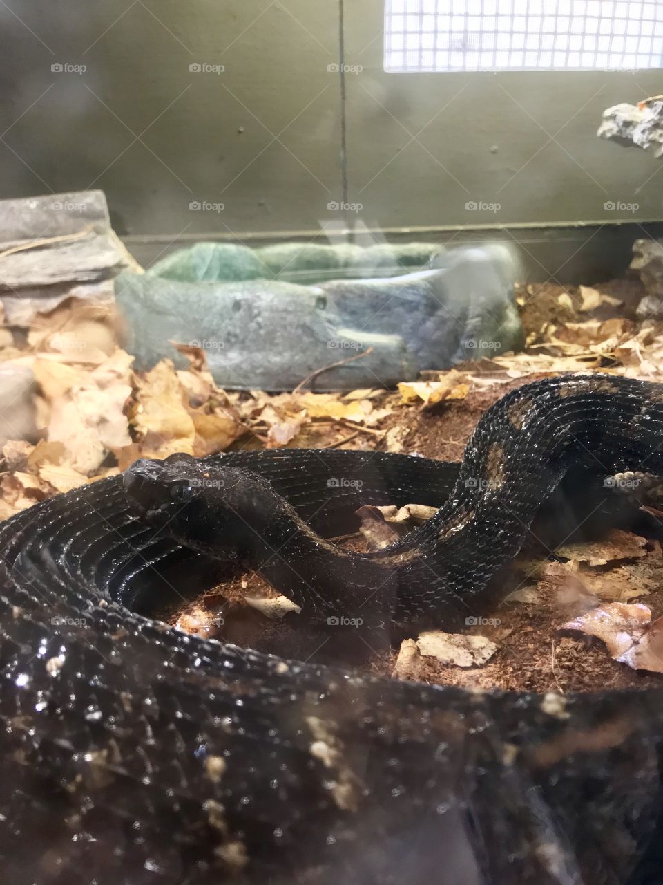 Black rattlesnake