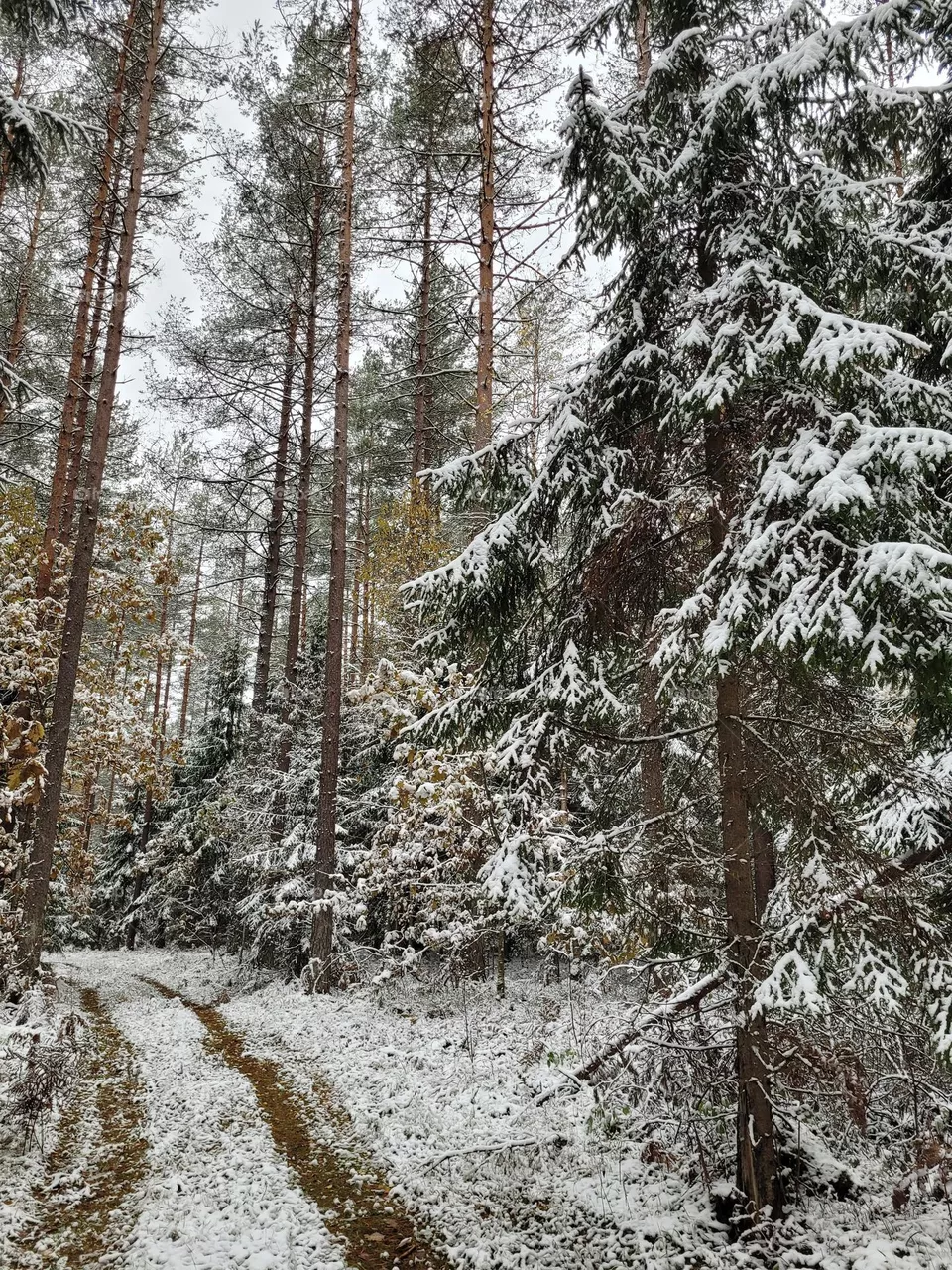 forest