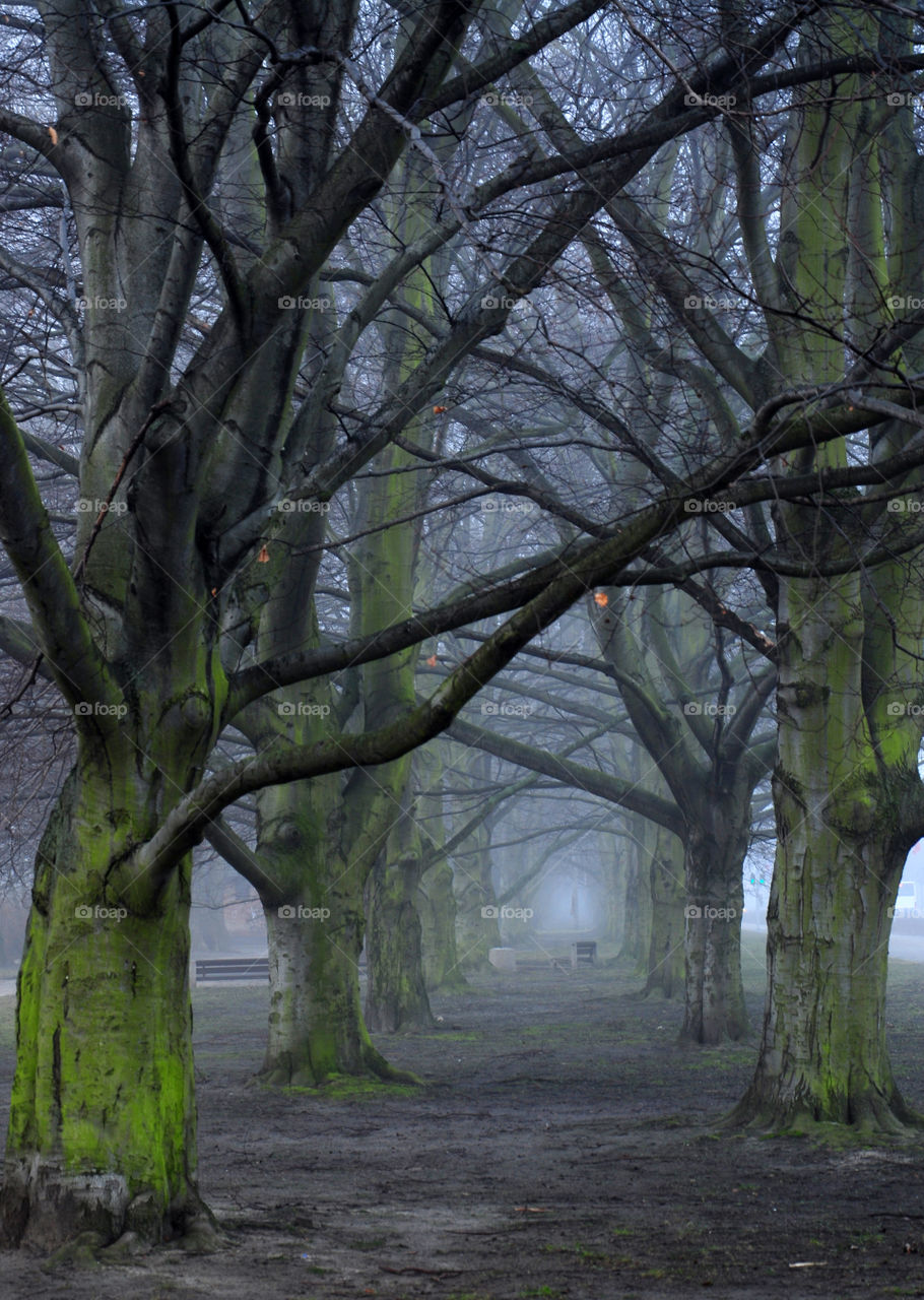 foggy alley in Gdynia. poland