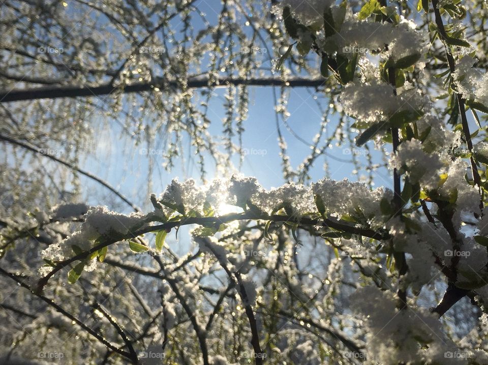 Snow-covered spring