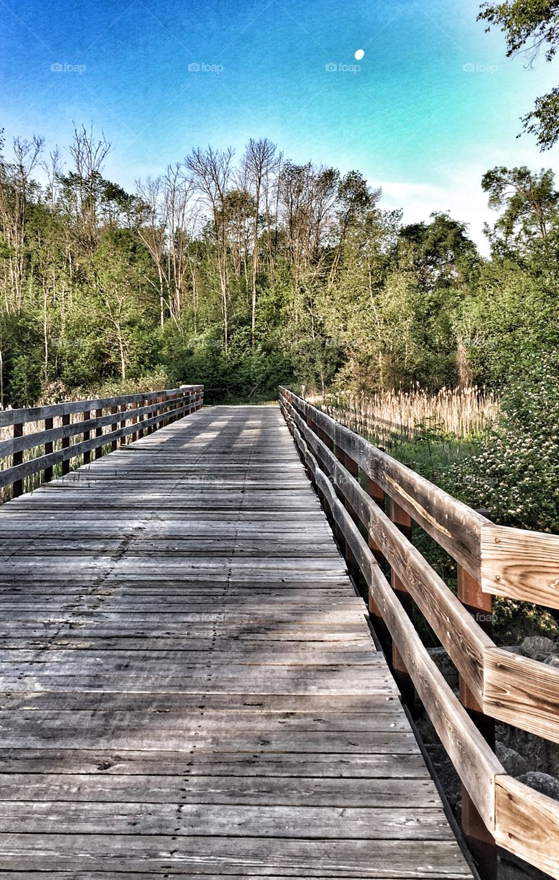 Empty pier in forest