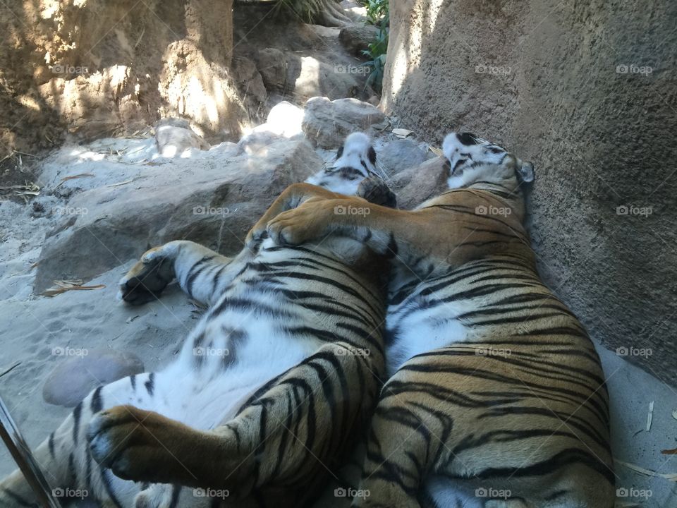 Tiger cuddles