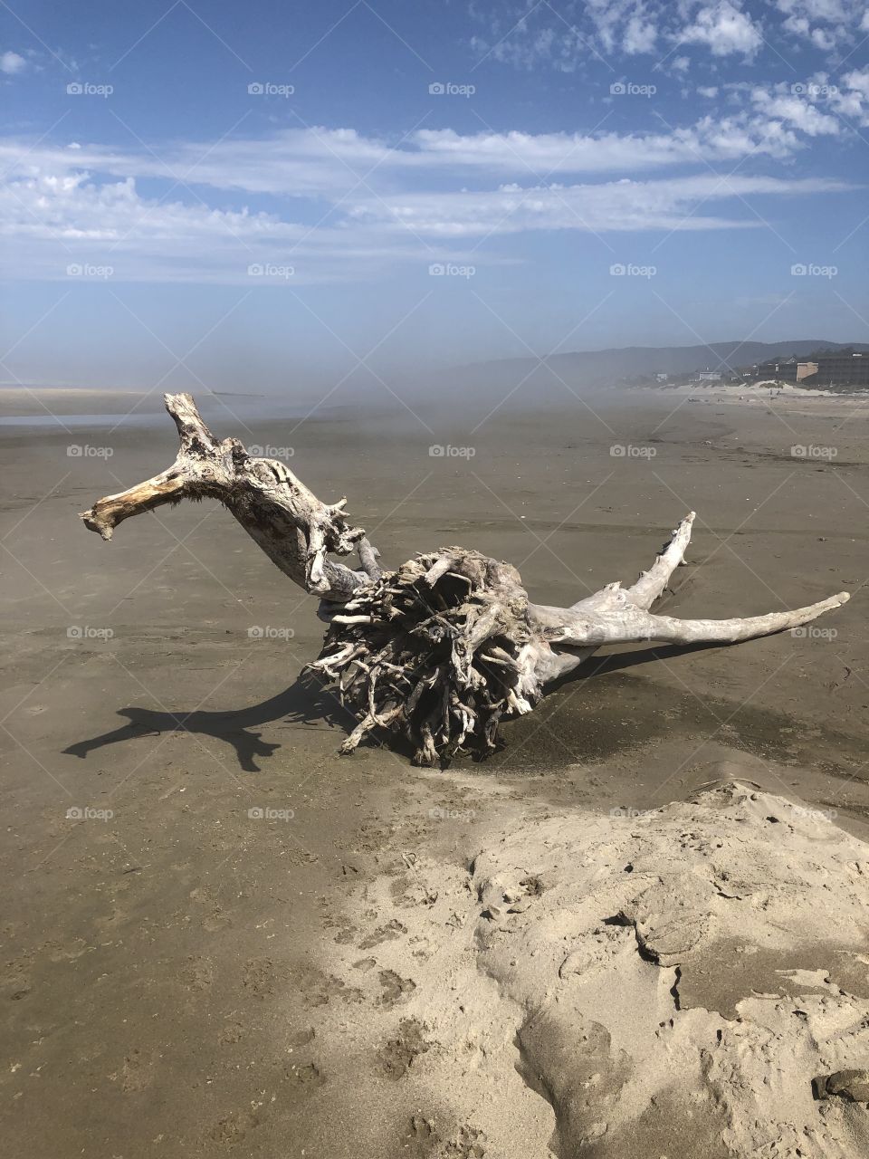 Ocean Driftwood