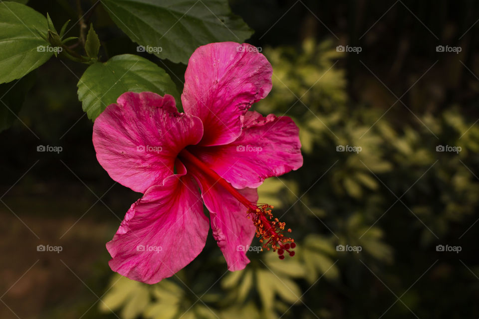 Close-up of hibiscus flower