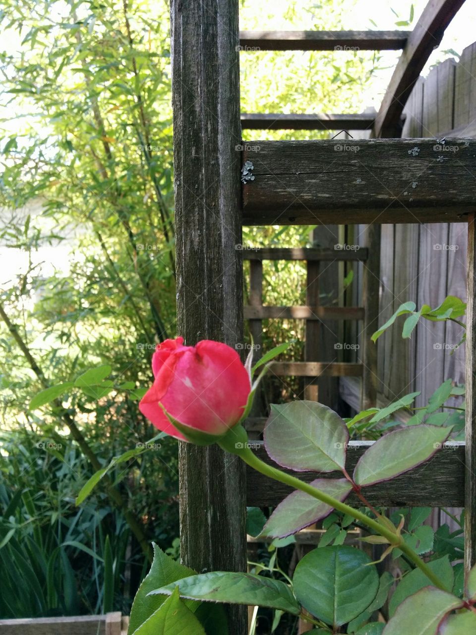 Early summer rose