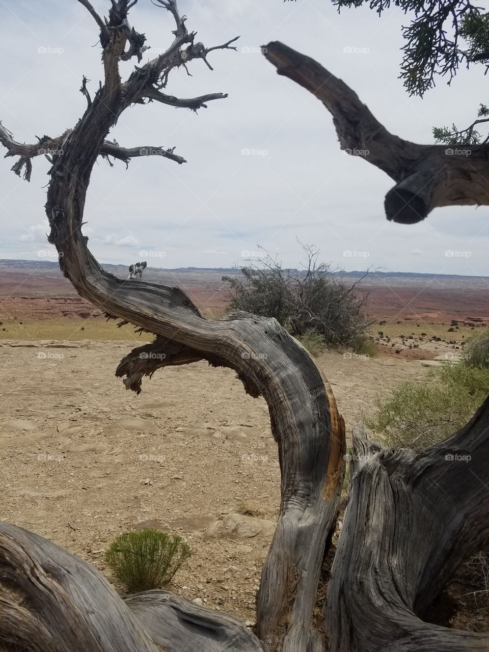 Ancient tree overlooking dry desert landscape, Utah