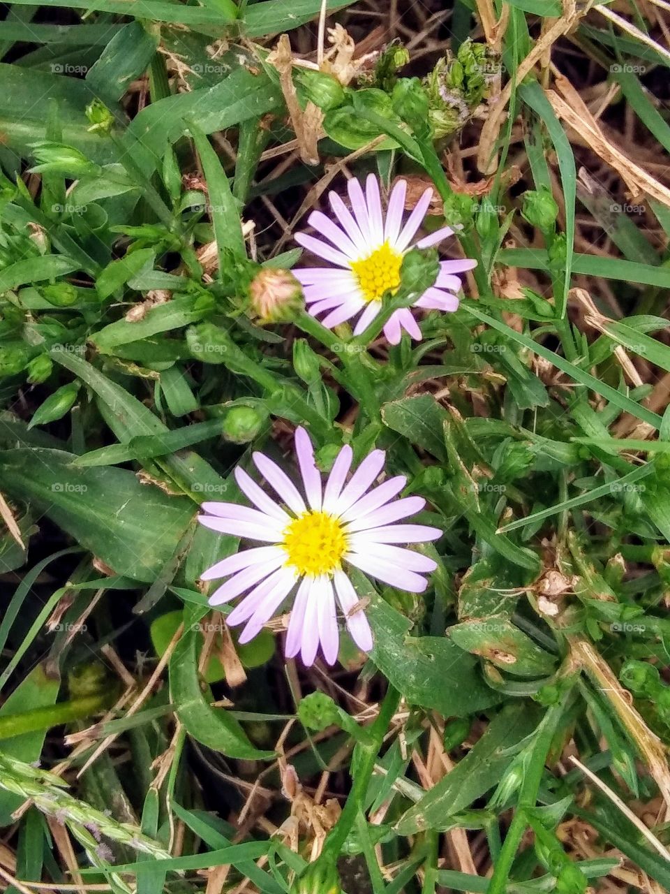 tiny daisies