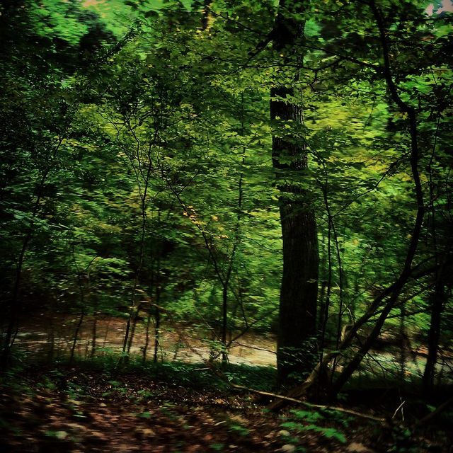 Roadside Creek 