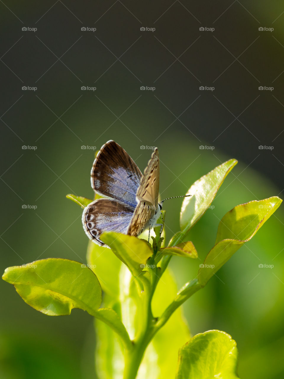 Beautiful Butterfly