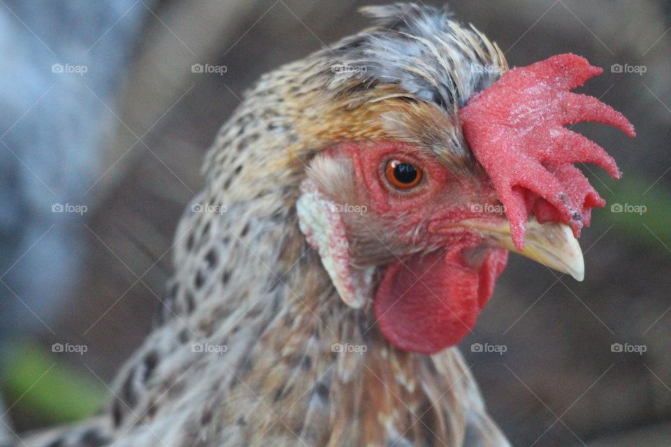 A chicken, it’s eyes filled with chicken wonders, a cream leg-bar chicken to be exact.