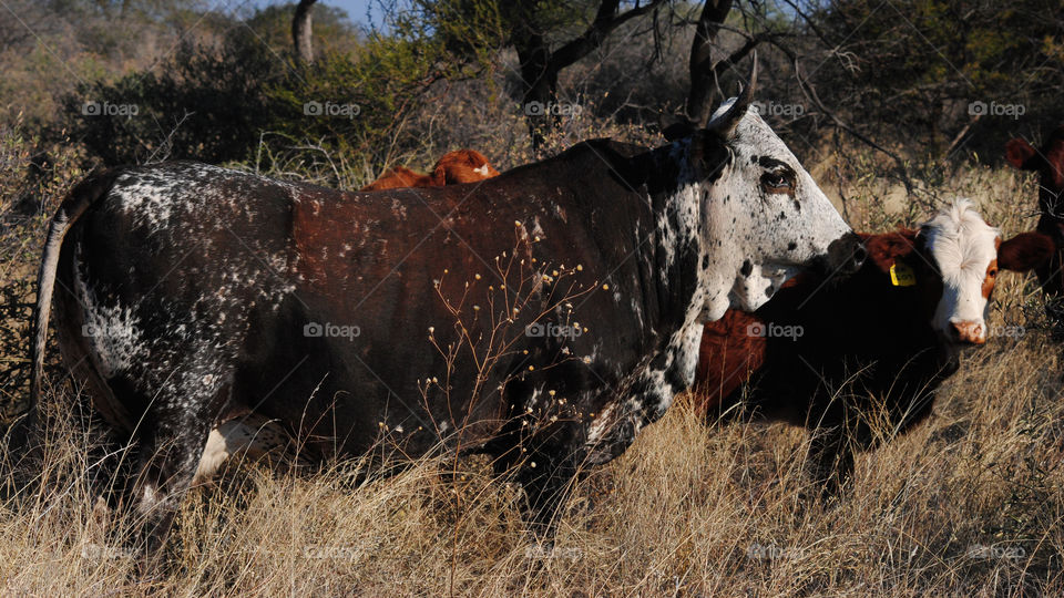 cow in field
