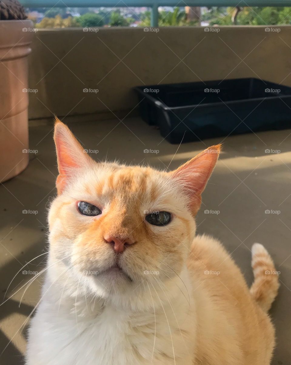 High angle view of a flame point Siamese looking up with a litter box behind him 