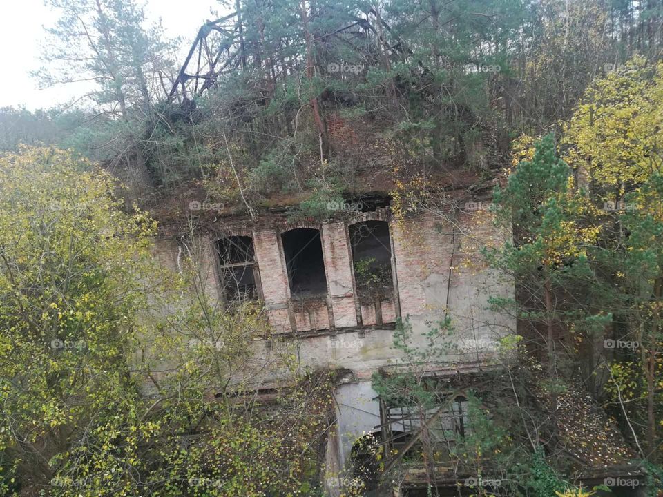 Ruine Klinik Dach Baum Wald