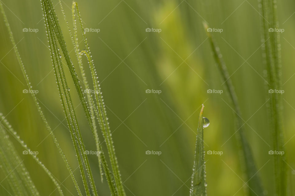 water drop on green leaf