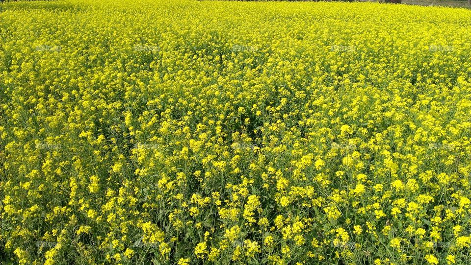 Mustard Flower 
