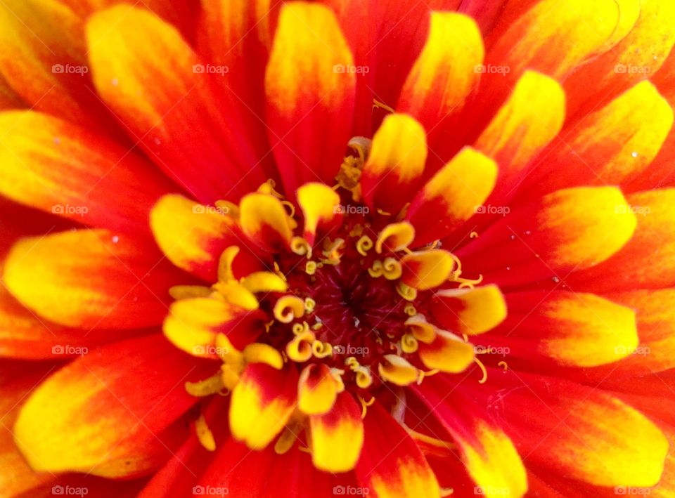 Close up of orange and yellow flower 