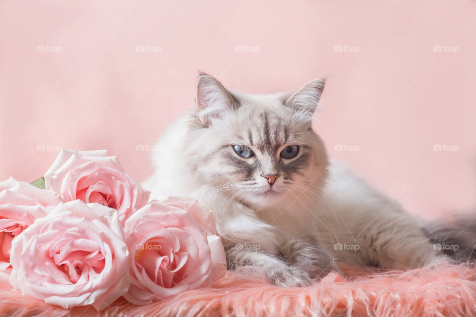 Silver-tabby Neva masquerade (Siberian color-point) cat portrait with roses on light pink background