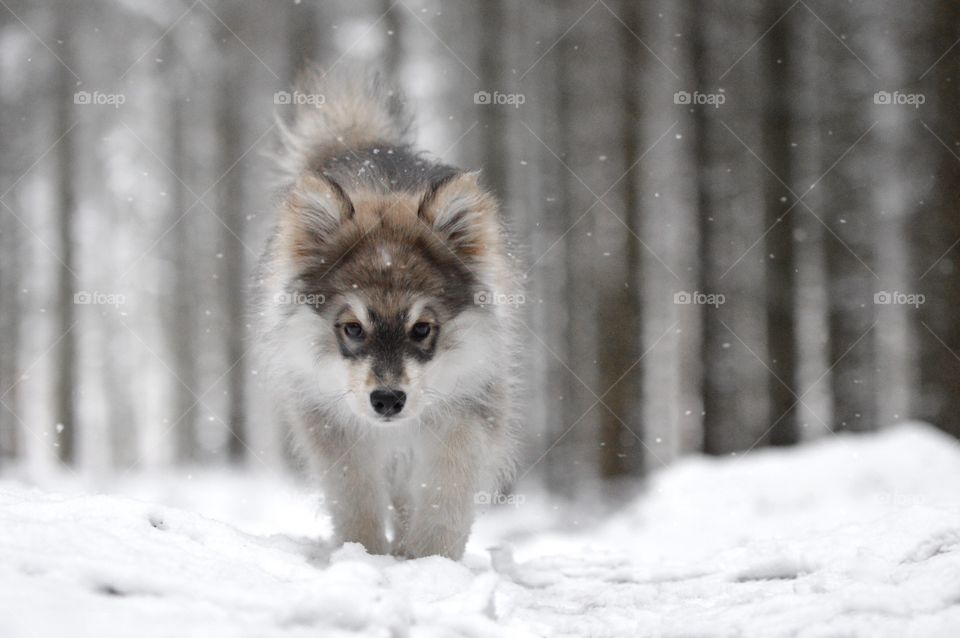 Portrait of a young puppy finnish lapphund dog walking in the forest or woods during winter season