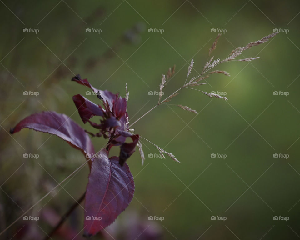 Blade of grass alone