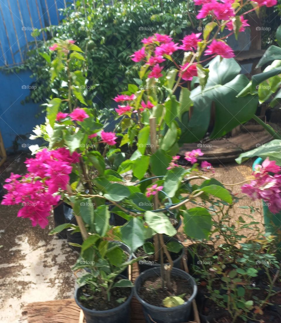 Muda de flores! Na primeira semana, regue a muda diariamente,  com cuidado, para não  encharcar o solo. Água em excesso,  pode causar problemas como o apodrecimento das raízes.