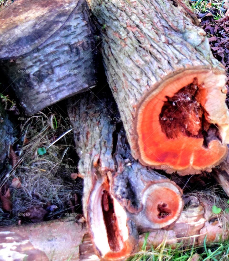 Baum Holz baumstamm rinde gefällter Baum hohler Baumstamm tree wood