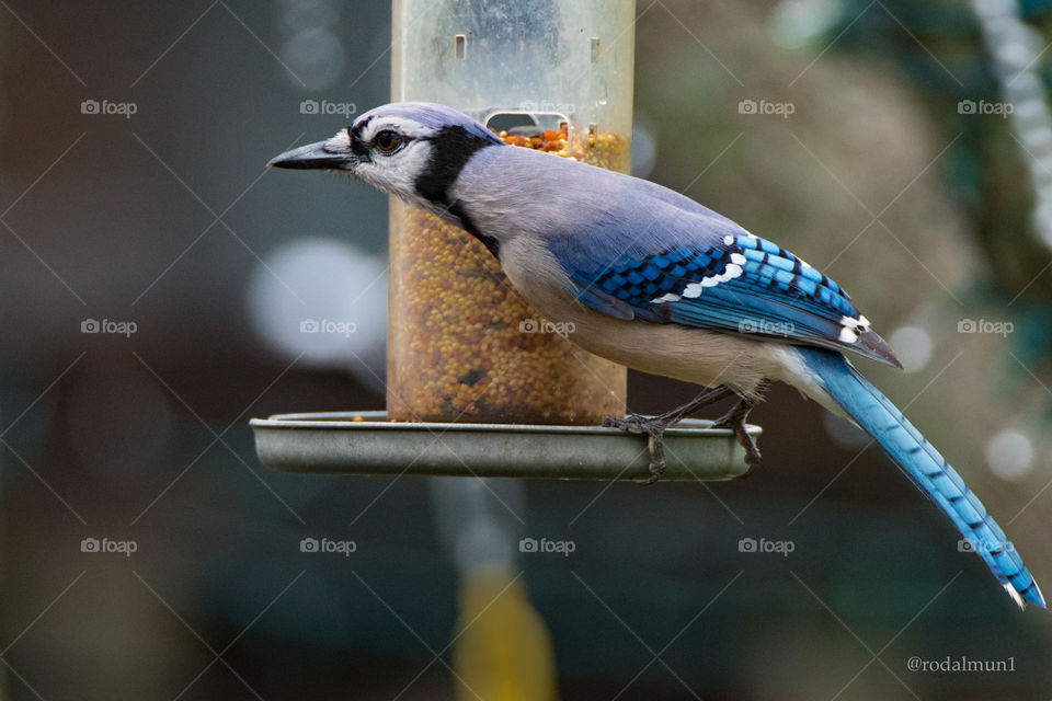 Bluejay