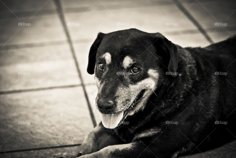 old dog in black and white