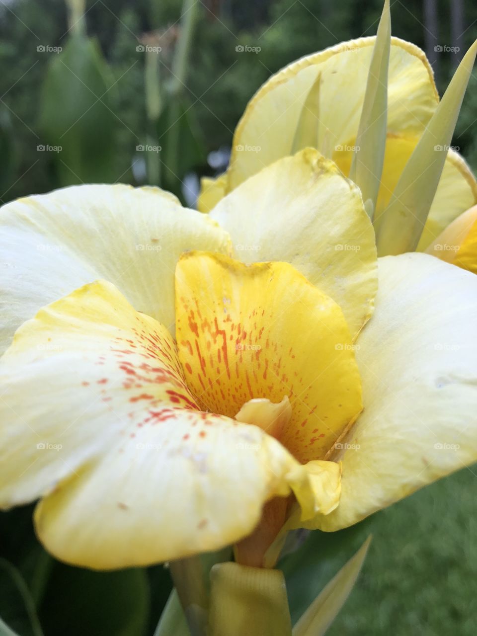 Yellow Iris 