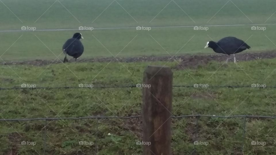 two ducks outside in the netherlands