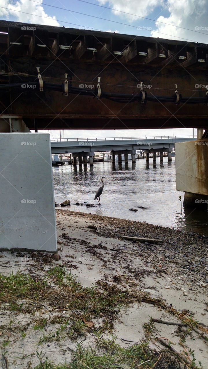 great blue heron under bridge
