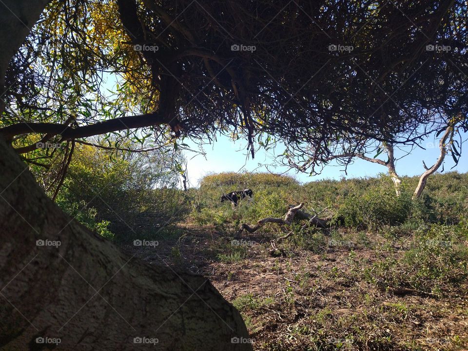 there is a cow in the grassland