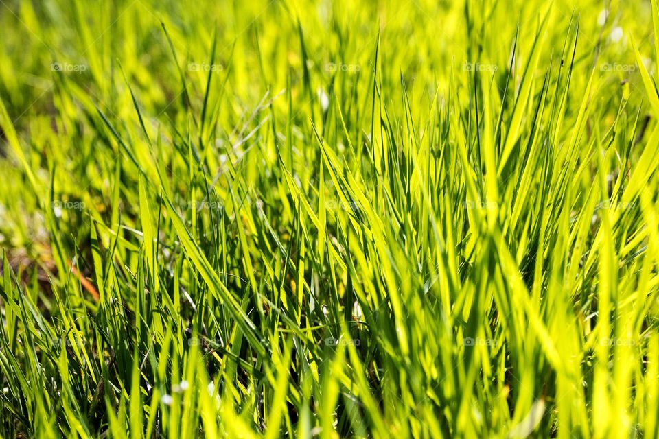 Grass leaves macro look summer mood positive vibes wonderful time hustling daydreaming naturalism green power