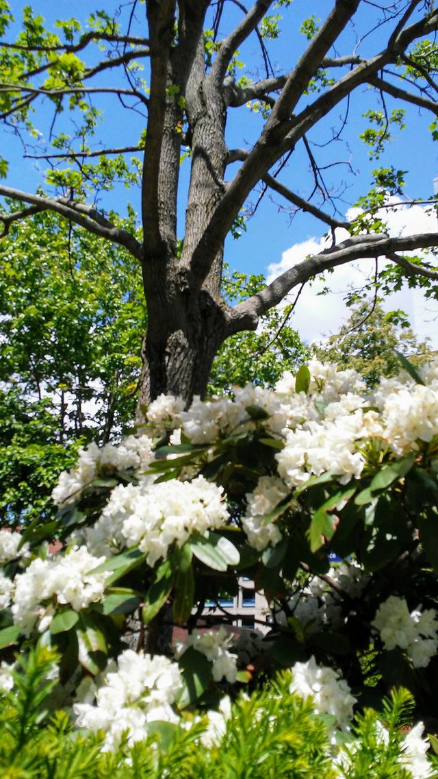 spring. flowers. beauty