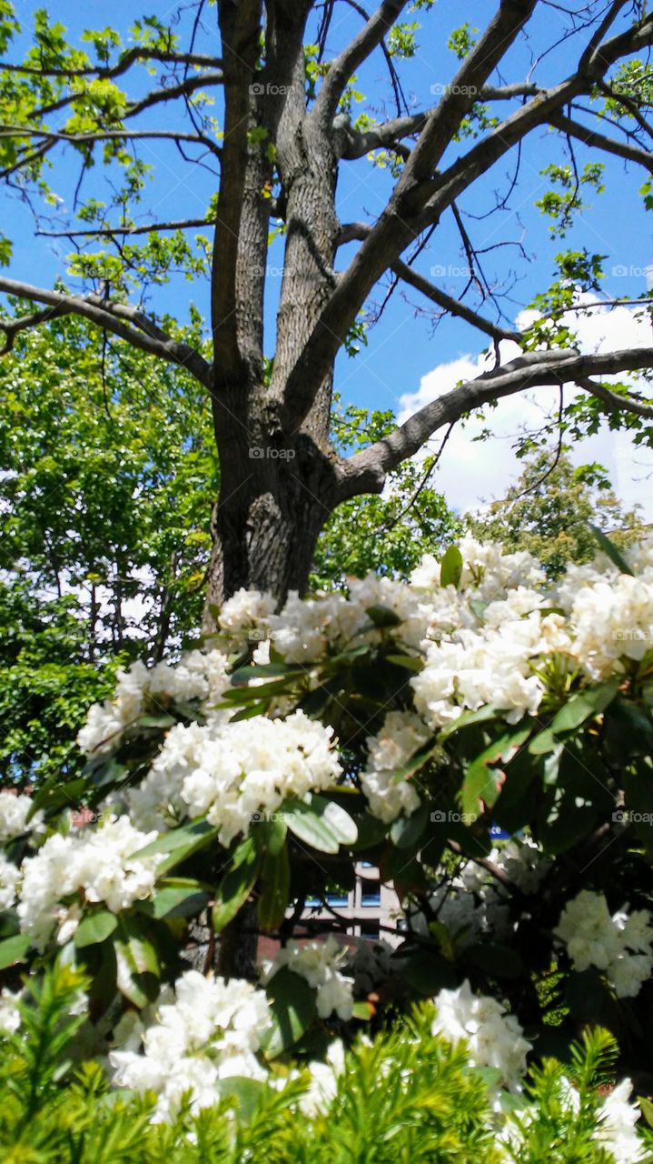 spring. flowers. beauty