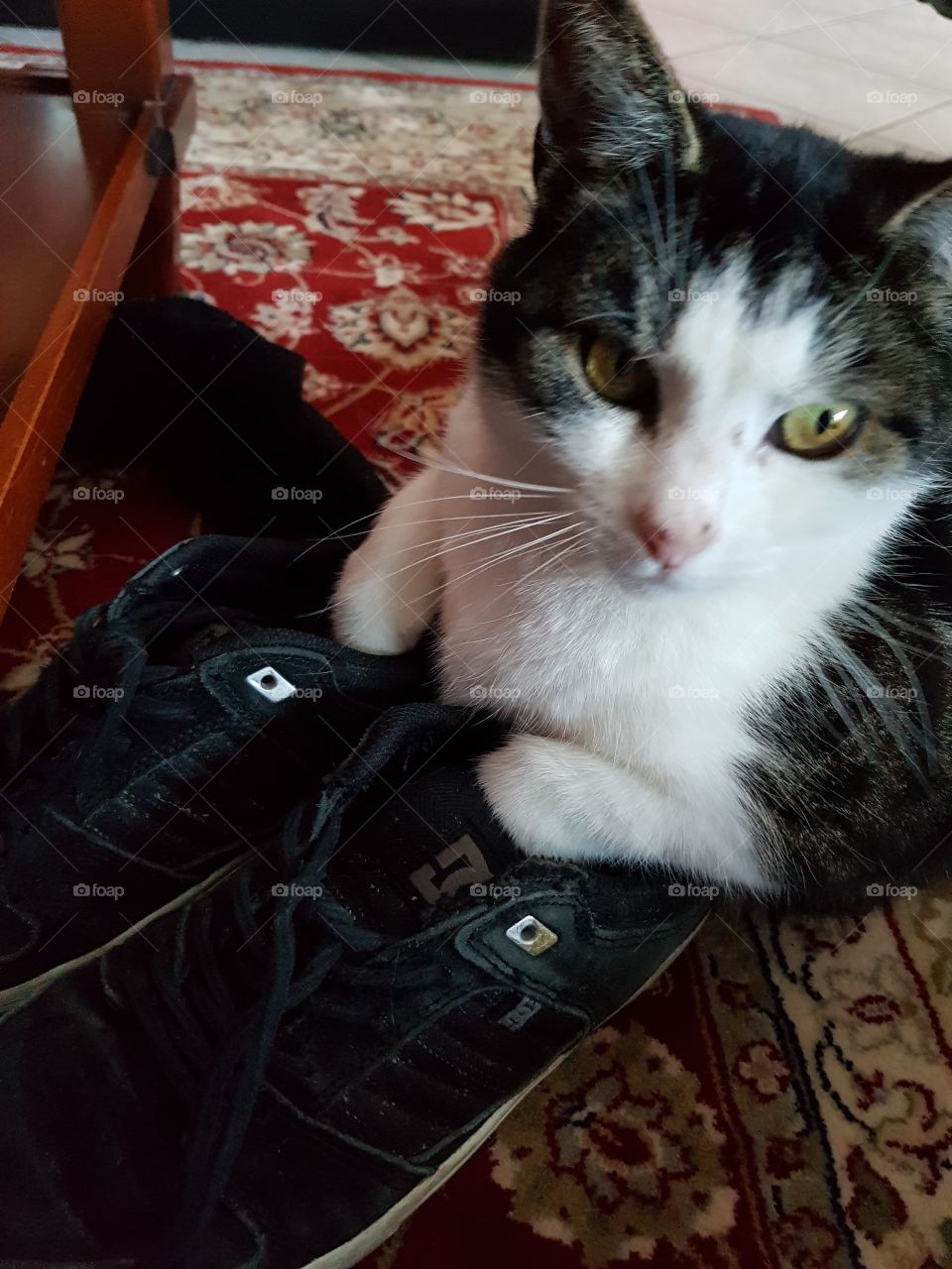 cat in shoes, shoe lover
