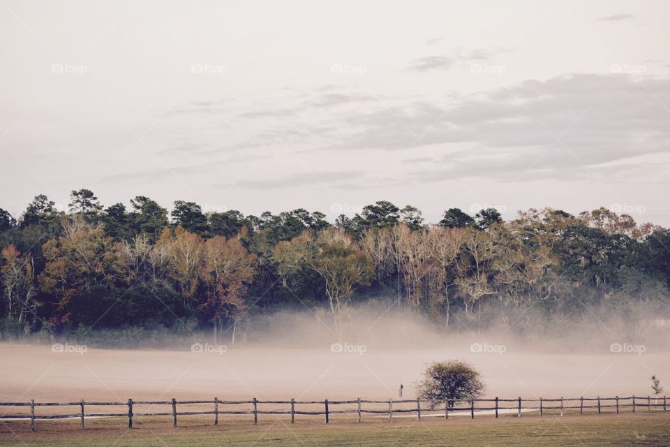 Trees near foggy lake