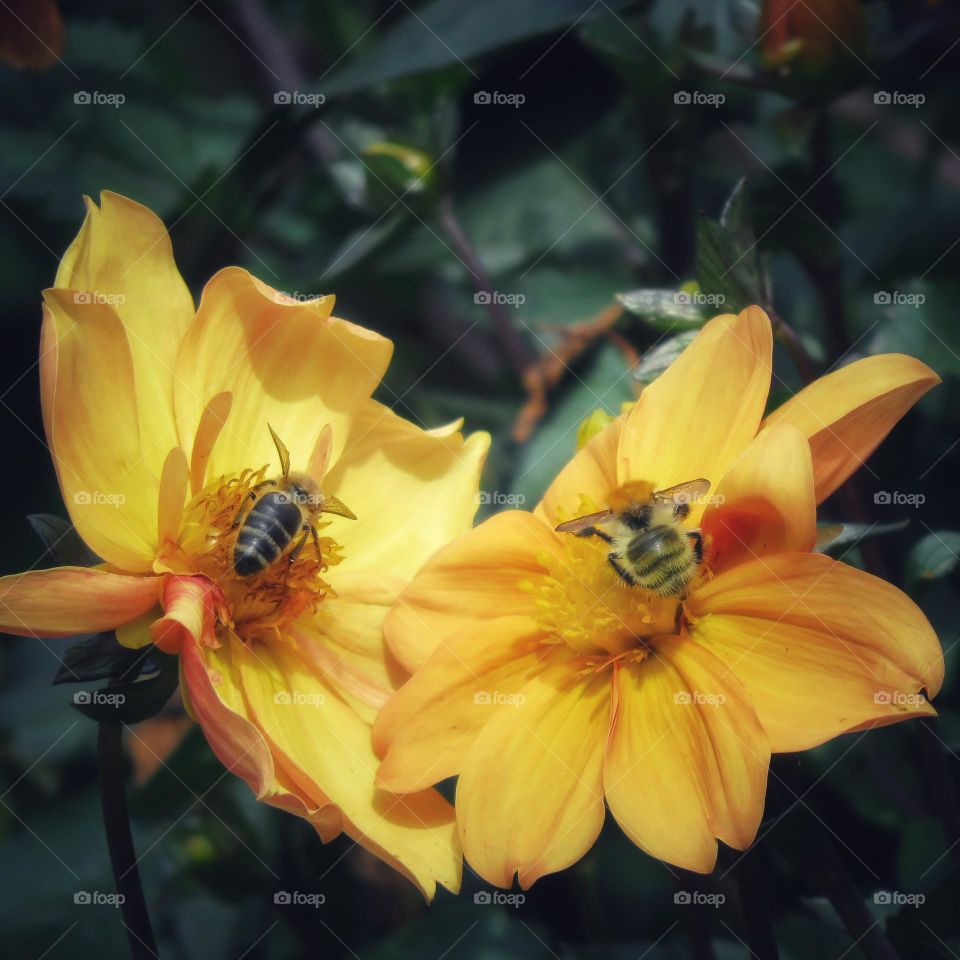 Bees on flowers