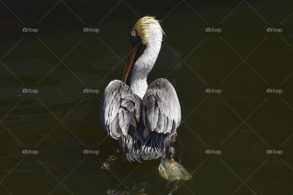 Pelican 