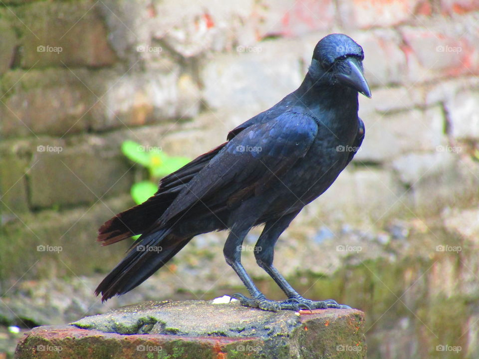 The Indian jungle crow (Corvus culminatus) is a species of crow found across the Indian Subcontinent south of the Himalayas.