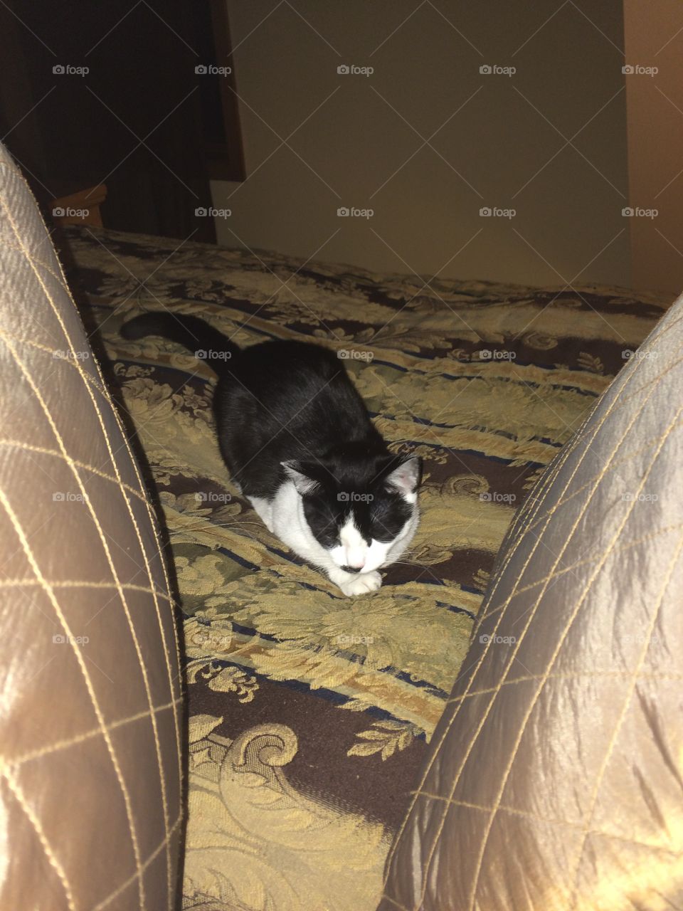 A small cat enjoying a king sized bed