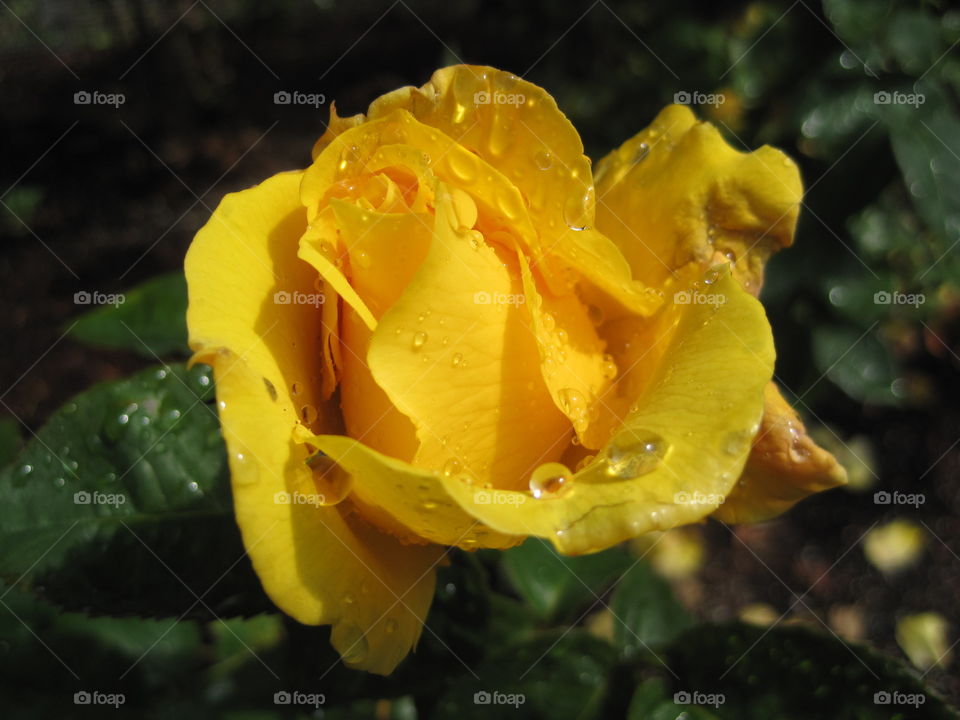 Yellow rose. A yellow rose after the rain