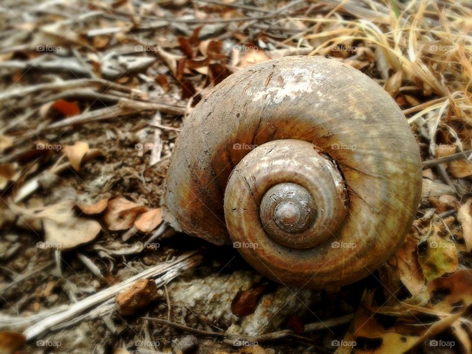shell. dry shell