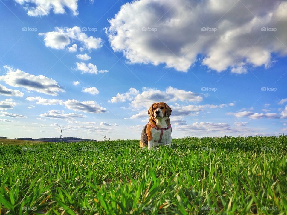 Beagle