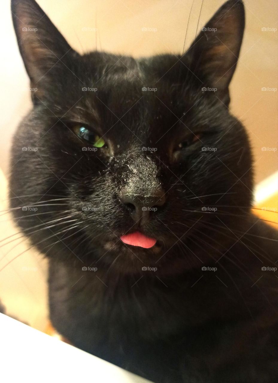 black cat showing tongue