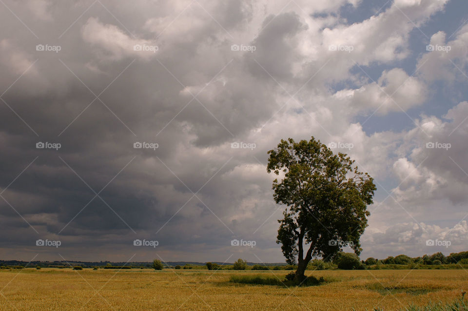 Summer storm. A fast approaching summer storm can be seen this lone tree in the English countryside