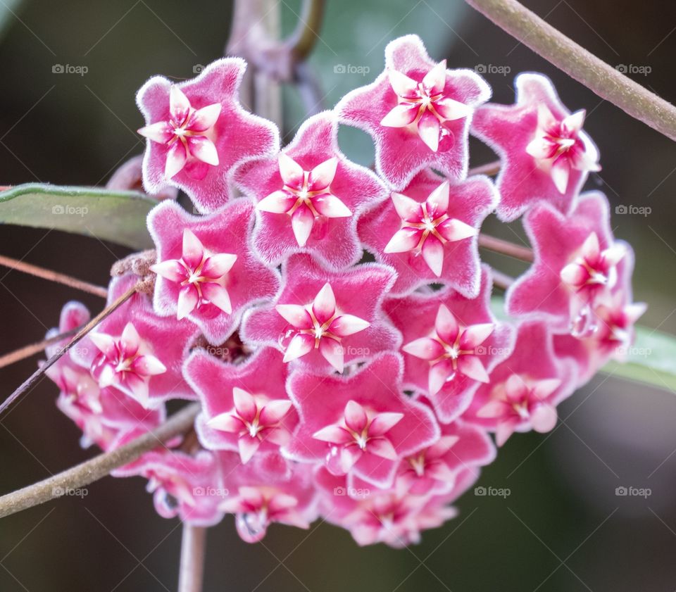 So sweet colorful flower