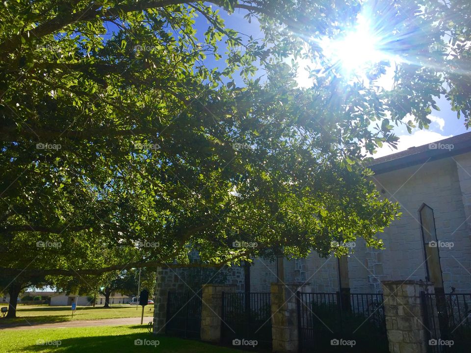 Old Texas tree