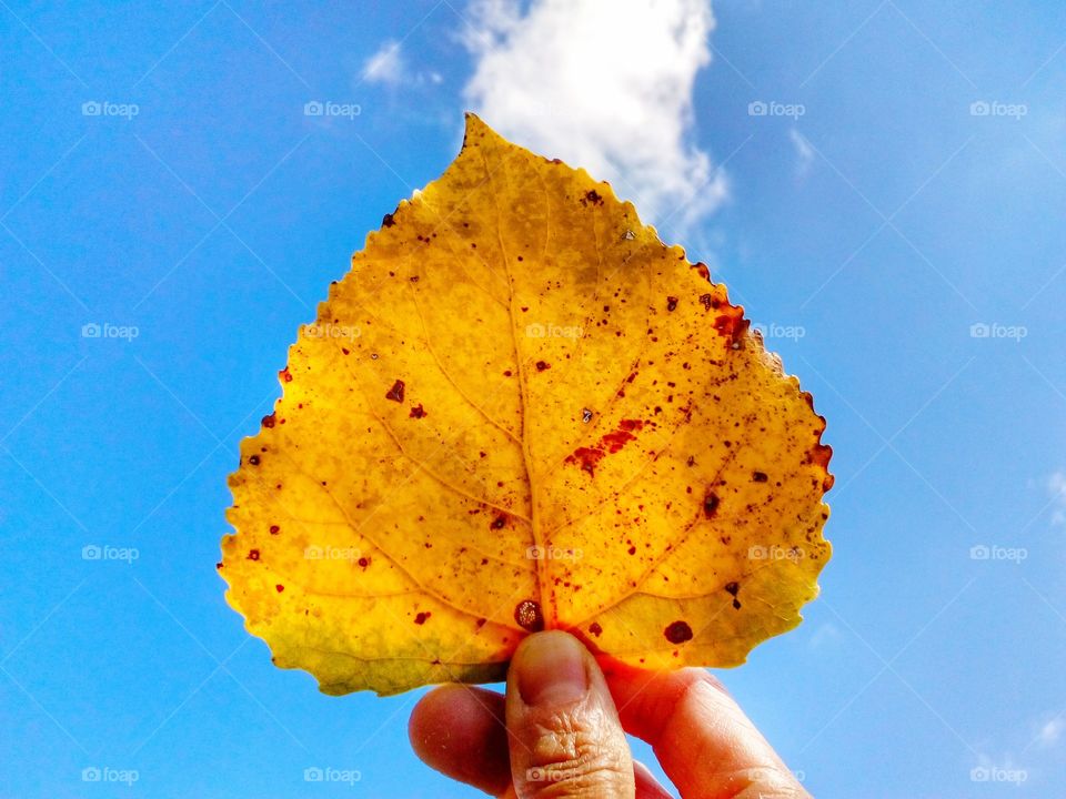 beautiful natural  in Herb and blue sky background