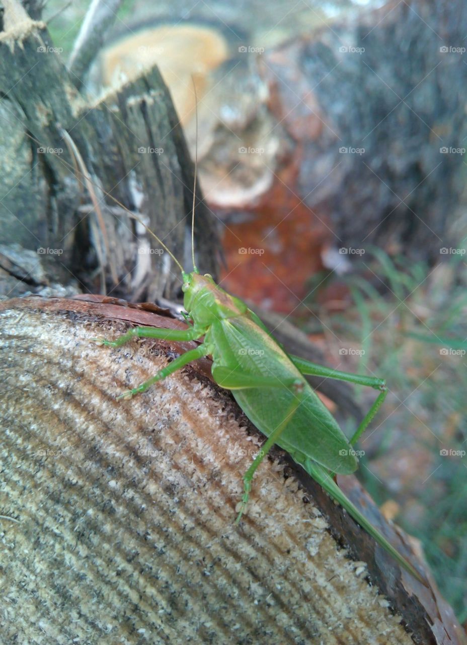 Nature, Invertebrate, No Person, Leaf, Insect